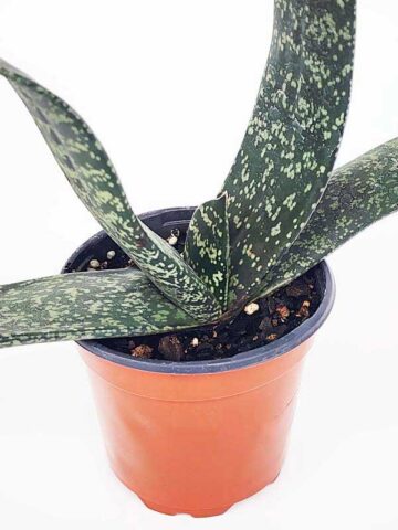 Lg. Attractive Brachyphylla Gasteria Plant (aloe-like)
