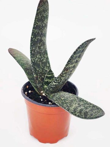 Lg. Attractive Brachyphylla Gasteria Plant (aloe-like) - Image 4