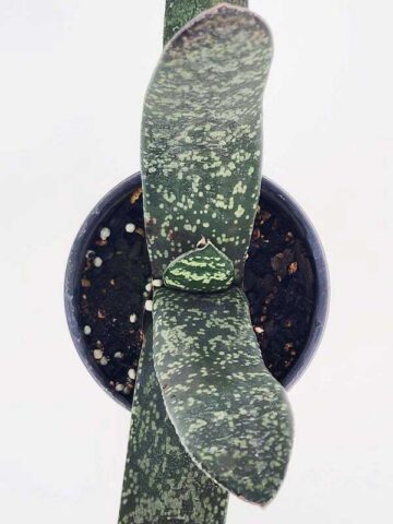 Lg. Attractive Brachyphylla Gasteria Plant (aloe-like) - Image 3
