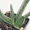 Lg. Rare One Dimension Carinata Verrucosa Gasteria Plant (aloe-like)