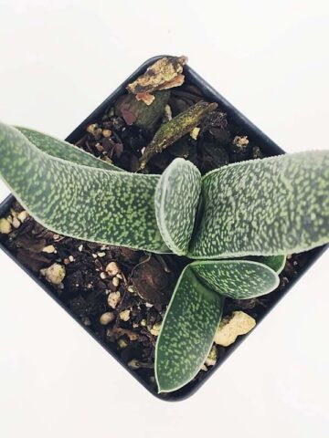 Lg. Rare One Dimension Carinata Verrucosa Gasteria Plant (aloe-like) - Image 3