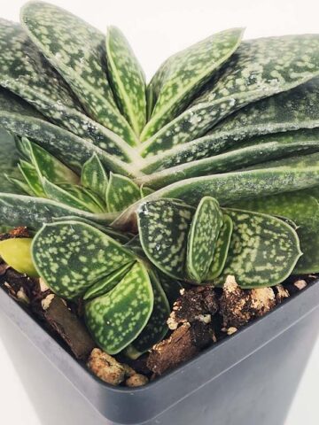 Limited Ernesti Rauchi Gasteria Plant (aloe-like)