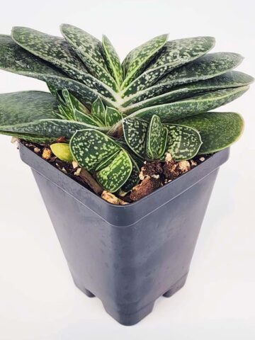 Alternative view of Limited Ernesti Rauchi Gasteria Plant (aloe-like)