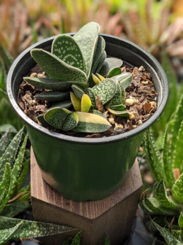 Limited Ernesti Rauchi Gasteria Plant (aloe-like) - Image 6