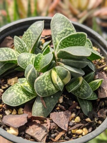 Limited Ernesti Rauchi Gasteria Plant (aloe-like) - Image 3