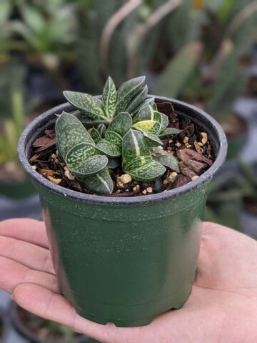 Limited Ernesti Rauchi Gasteria Plant (aloe-like) - Image 5