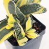 Top Seller Ernesti Rauchi Aurea Marginata Gasteria Plant (aloe-like)