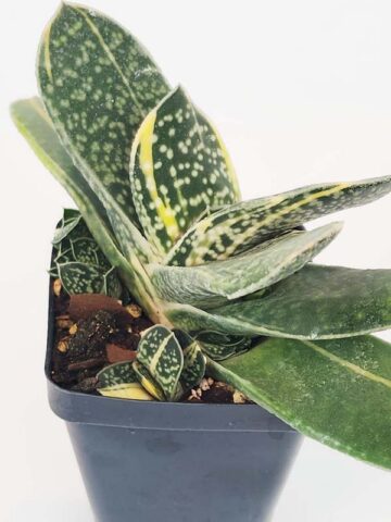 Alternative view of Top Seller Ernesti Rauchi Aurea Marginata Gasteria Plant (aloe-like)