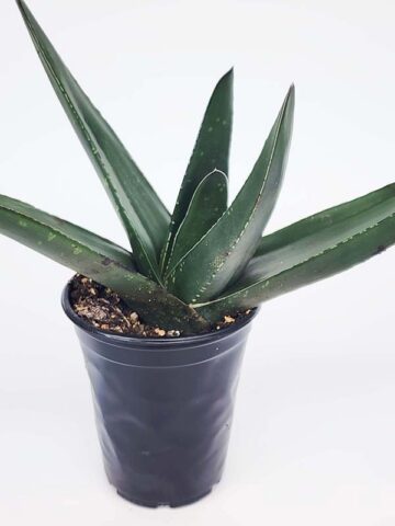Lg. Absolutely Huge Megalodon Gasteria Plant (aloe-like) - Image 4
