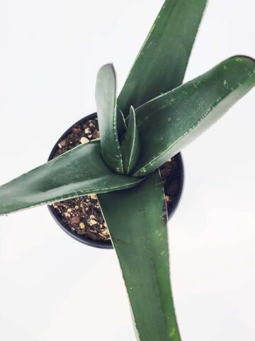 Lg. Absolutely Huge Megalodon Gasteria Plant (aloe-like) - Image 3