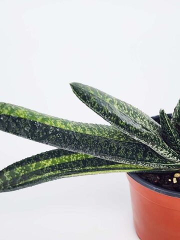 Alternative view of Lg. NEW Rare Excelsa Variegated Gasteria Plant (aloe-like)