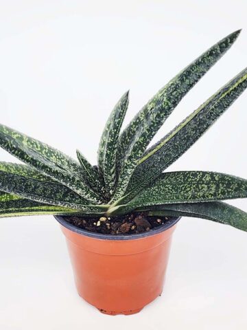 Lg. NEW Rare Excelsa Variegated Gasteria Plant (aloe-like)