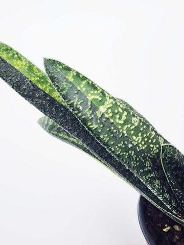 Lg. NEW Rare Excelsa Variegated Gasteria Plant (aloe-like) - Image 3