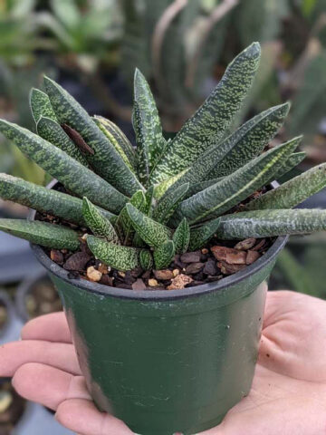 Alternative view of Lg. NEW Rare Excelsa Variegated Gasteria Plant (aloe-like)
