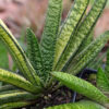 Lg. NEW Rare Excelsa Variegated Gasteria Plant (aloe-like)
