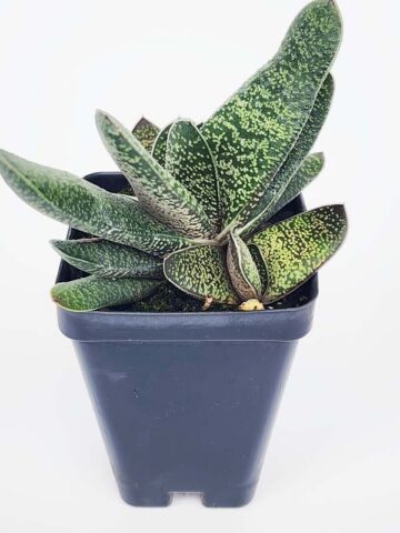Alternative view of New Limited Excelsa Speckled Gasteria Plant (aloe-like)