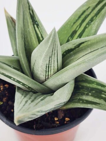 Lg. Must Have Green Ice Gasteria Plant (aloe-like)