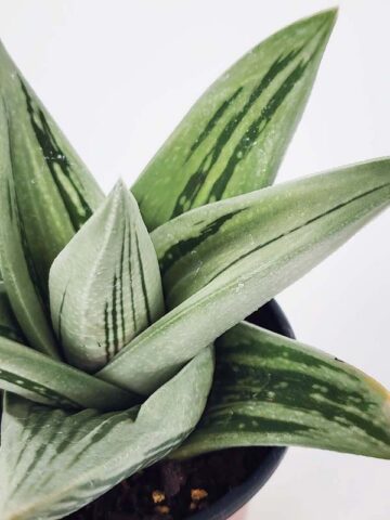 Lg. Must Have Green Ice Gasteria Plant (aloe-like) - Image 3