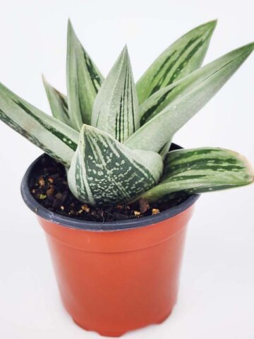Alternative view of Lg. Must Have Green Ice Gasteria Plant (aloe-like)