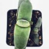 EZ To Grow Glomerata Blue Gasteria Plant (aloe-like)