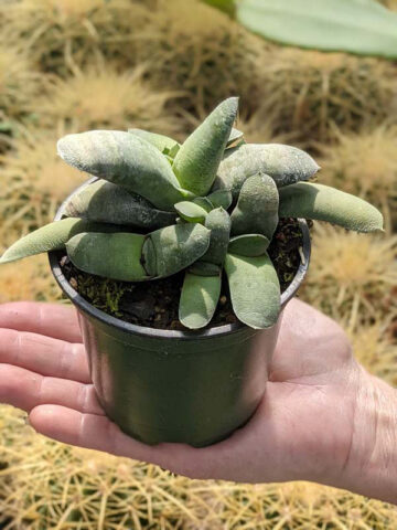 EZ To Grow Glomerata Blue Gasteria Plant (aloe-like) - Image 4