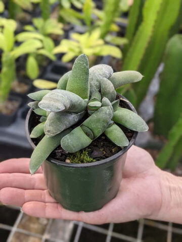 EZ To Grow Glomerata Blue Gasteria Plant (aloe-like) - Image 3