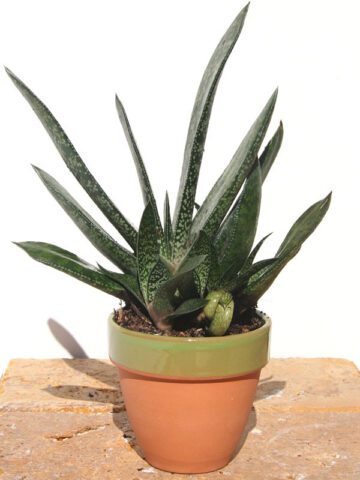 Popular Liliputana Gasteria Plant Large Form (aloe-like) - Image 3