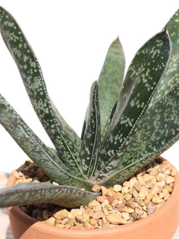Alternative view of Popular Liliputana Gasteria Plant Large Form (aloe-like)