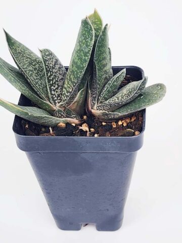 Popular Liliputana Gasteria Plant Large Form (aloe-like) - Image 4