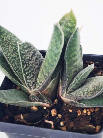 Popular Liliputana Gasteria Plant Large Form (aloe-like) - Image 5