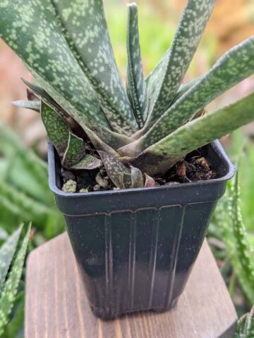 Popular Liliputana Gasteria Plant Large Form (aloe-like) - Image 4