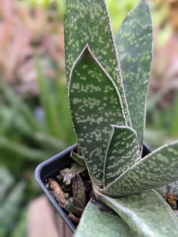 Popular Liliputana Gasteria Plant Large Form (aloe-like) - Image 3