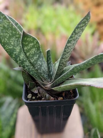 Popular Liliputana Gasteria Plant Large Form (aloe-like)