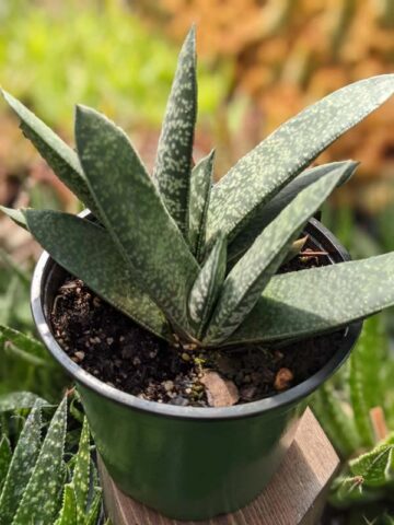 Popular Liliputana Gasteria Plant Large Form (aloe-like) - Image 5