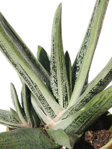 Alternative view of Lg. Knockout Limewarty Gasteria Plant (aloe-like)