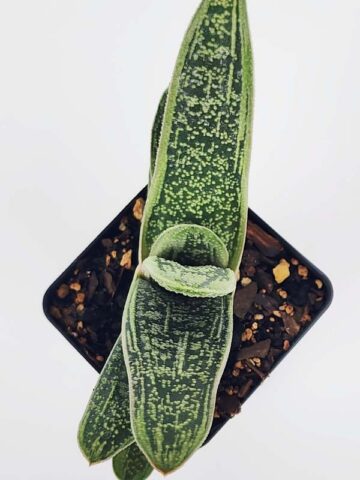 Knockout Limewarty Gasteria Plant (aloe-like) - Image 4