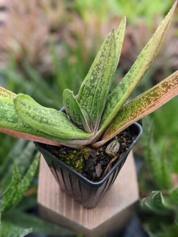 Knockout Limewarty Gasteria Plant (aloe-like) - Image 4