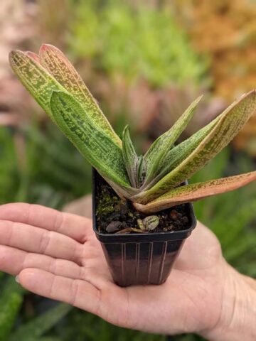 Knockout Limewarty Gasteria Plant (aloe-like) - Image 3