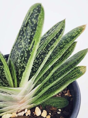 Lg. Knockout Limewarty Gasteria Plant (aloe-like) - Image 4