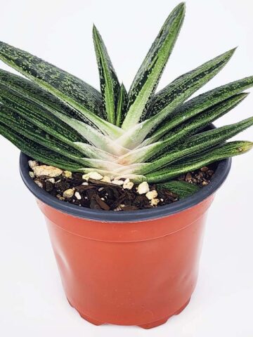 Lg. Knockout Limewarty Gasteria Plant (aloe-like) - Image 3