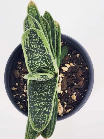 Lg. Knockout Limewarty Gasteria Plant (aloe-like) - Image 5