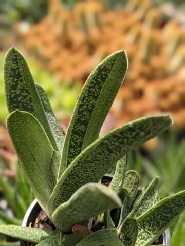 Alternative view of Knockout Limewarty Gasteria Plant (aloe-like)