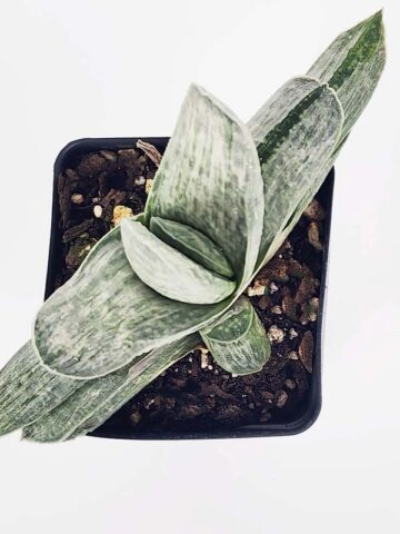 Ornamental Marmorata Silver Variegated Gasteria Plant (aloe-like)