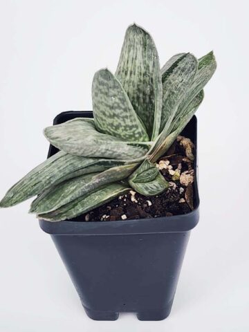 Alternative view of Ornamental Marmorata Silver Variegated Gasteria Plant (aloe-like)