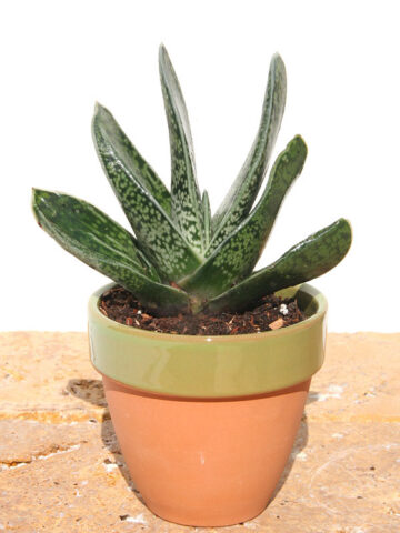 Lg. Dark Form Nigricans Gasteria Plant (aloe-like)