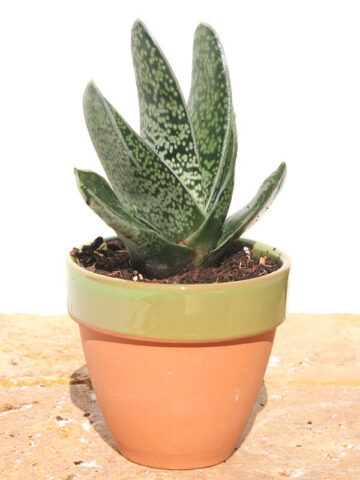 Alternative view of Lg. Dark Form Nigricans Gasteria Plant (aloe-like)