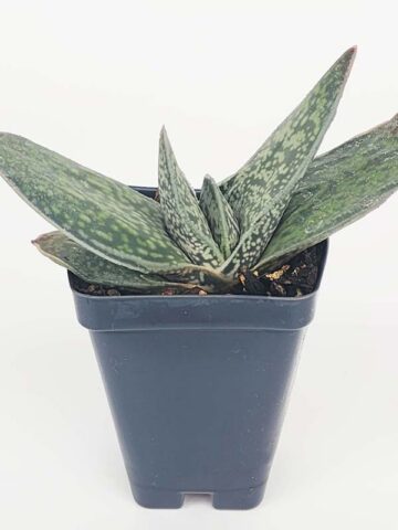 Dark Form Nigricans Gasteria Plant (aloe-like) - Image 4