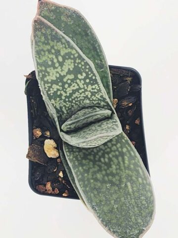 Dark Form Nigricans Gasteria Plant (aloe-like) - Image 5