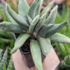 Dark Form Nigricans Gasteria Plant (aloe-like)