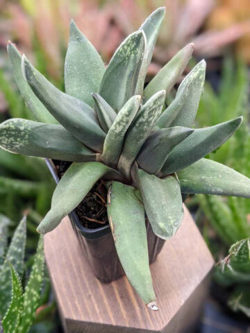 Dark Form Nigricans Gasteria Plant (aloe-like)